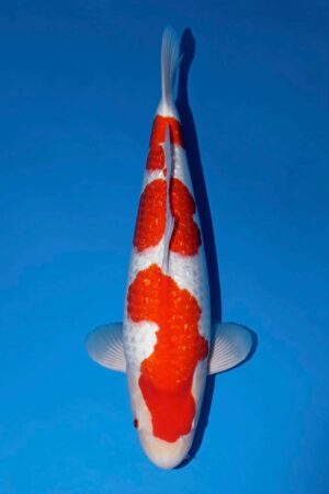 Ginrin Kohaku @Maruyama Koi Farm