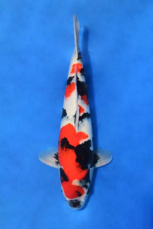 Showa @Sekiguchi Koi Farm