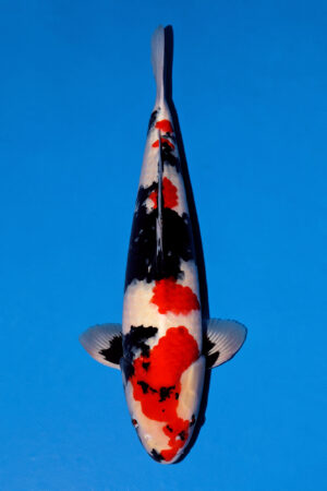 Showa @Nogami Koi Farm